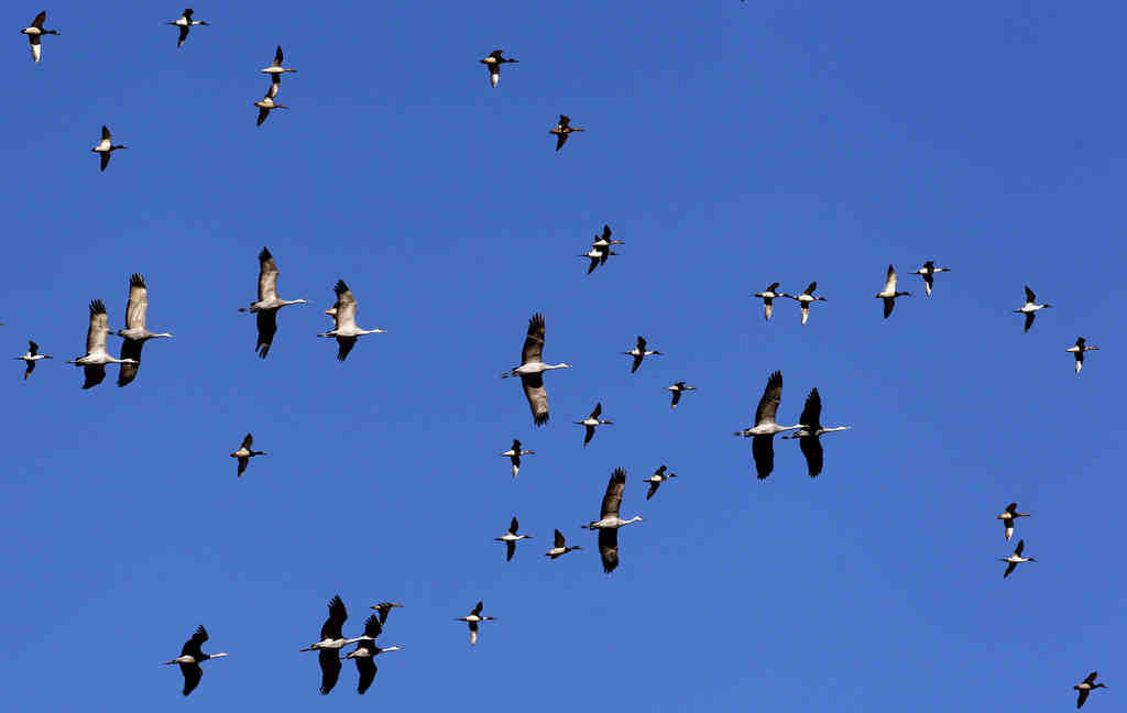 Sandhill cranes in Arizona